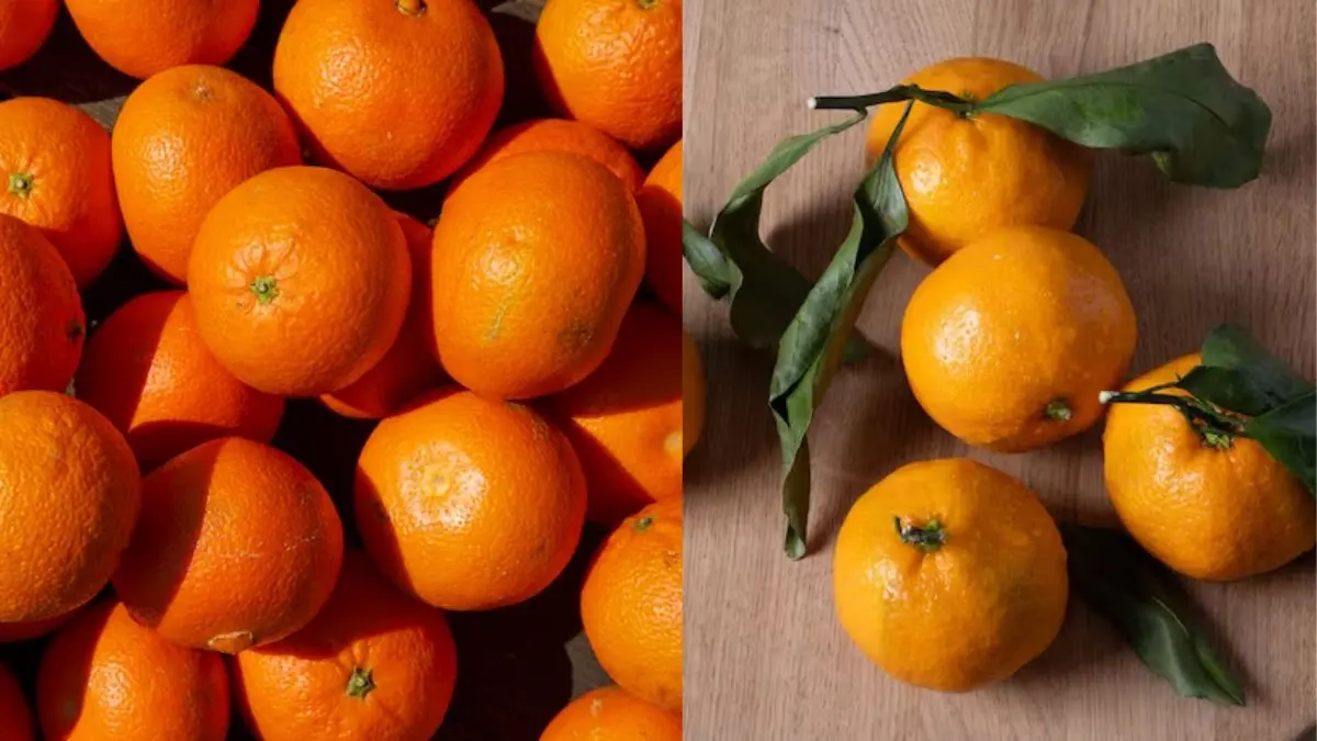 Orange vs Kinnow: संतरा और कीनू में क्या है अंतर? कौन है सेहत के लिए सबसे ज्यादा फायदेमंद Orange vs Kinnow