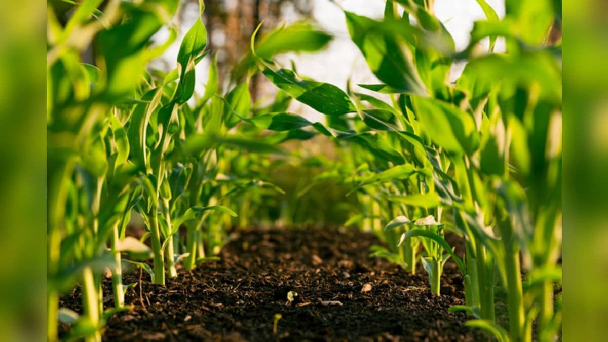 republicworld.com - Initiative Desk - OrganoVeg By Patanjali: A New Era Of Pure, Safe And Sustainable Food For India