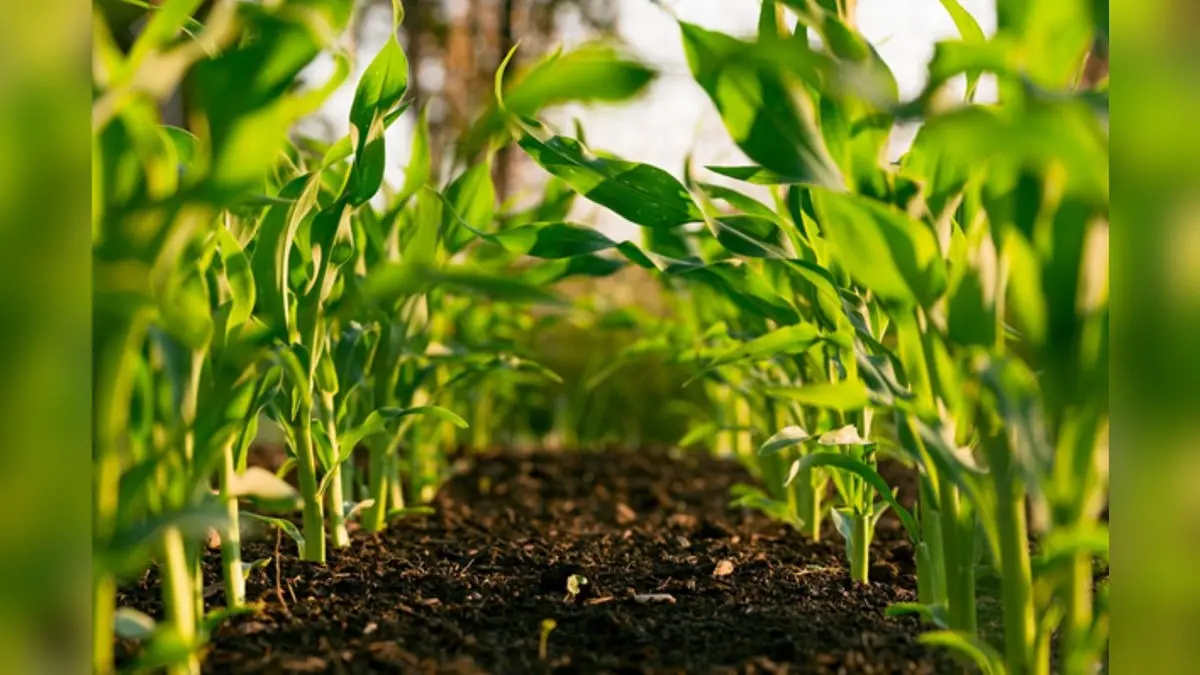 OrganoVeg By Patanjali: A New Era Of Pure, Safe And Sustainable Food For India