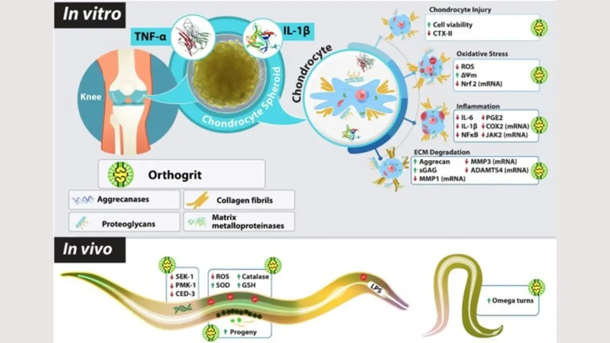 Orthogrit offers new hope in Arthritis treatment