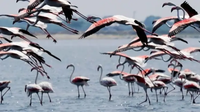 Over 16.56 Lakh Birds Flock to Odisha Wetlands This Winter Over 16.56 Lakh Birds Flock to Odisha Wetlands This Winter