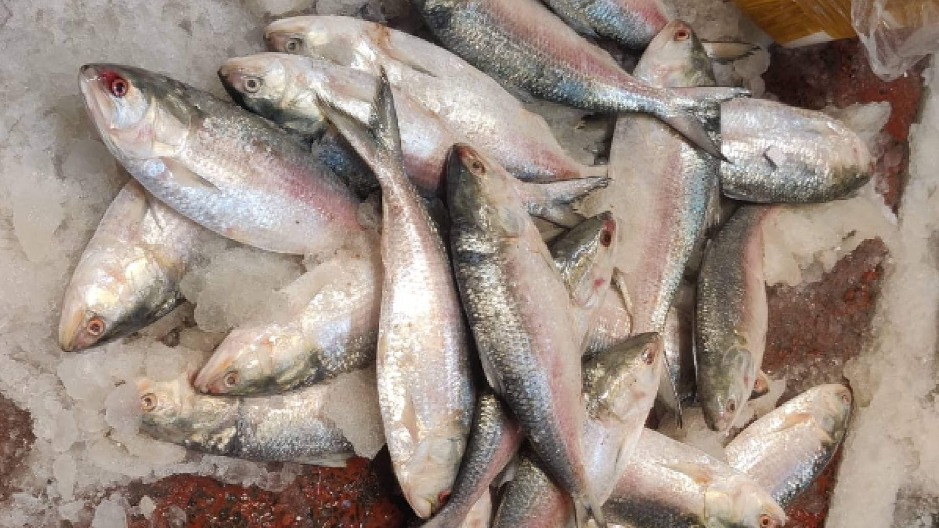 First Shipment of Bangladesh's Padma Hilsa Fish Arrives in Bengal Ahead ...