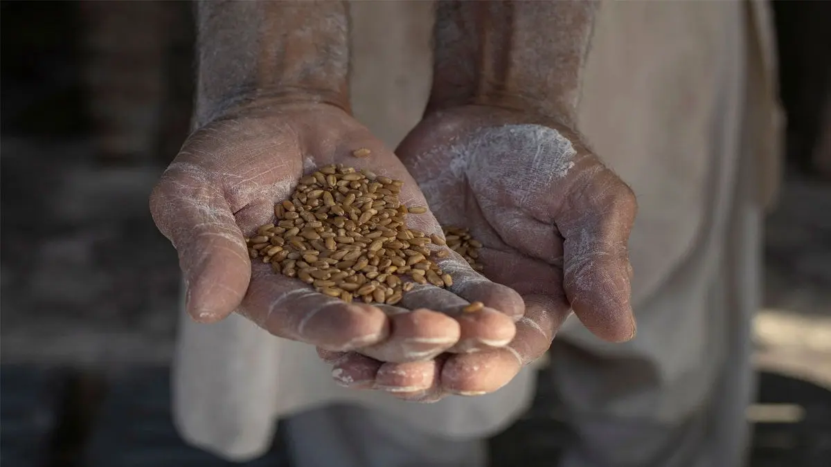 Pakistan: Punjab's Wheat Ban Pushes Rawalpindi And Islamabad To The Brink Of A Flour Catastrophe
