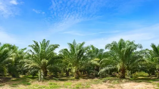 Palm Oil