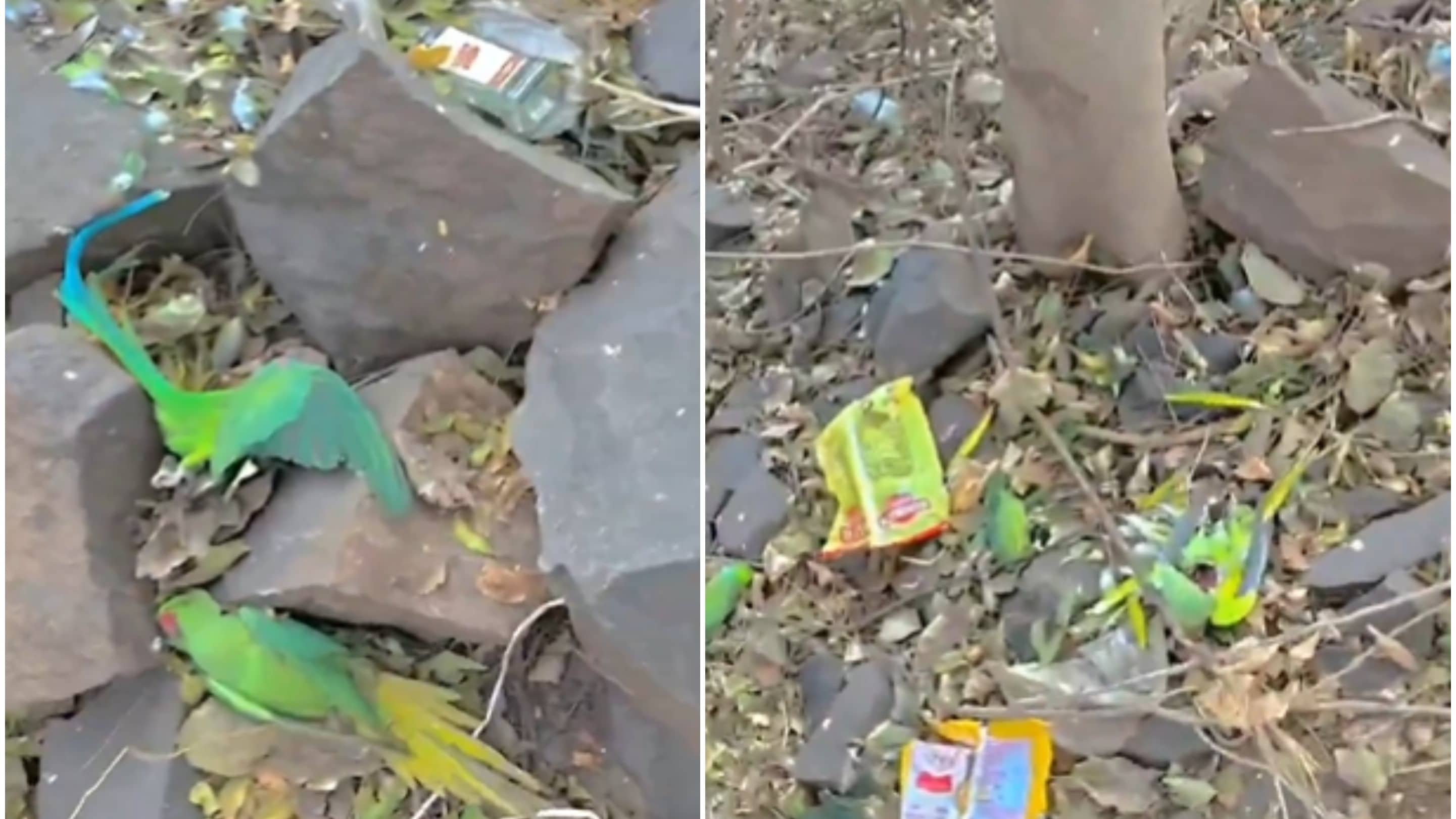 Panic Erupts As Over 200 Parrots Found Dead In Madhya Pradesh