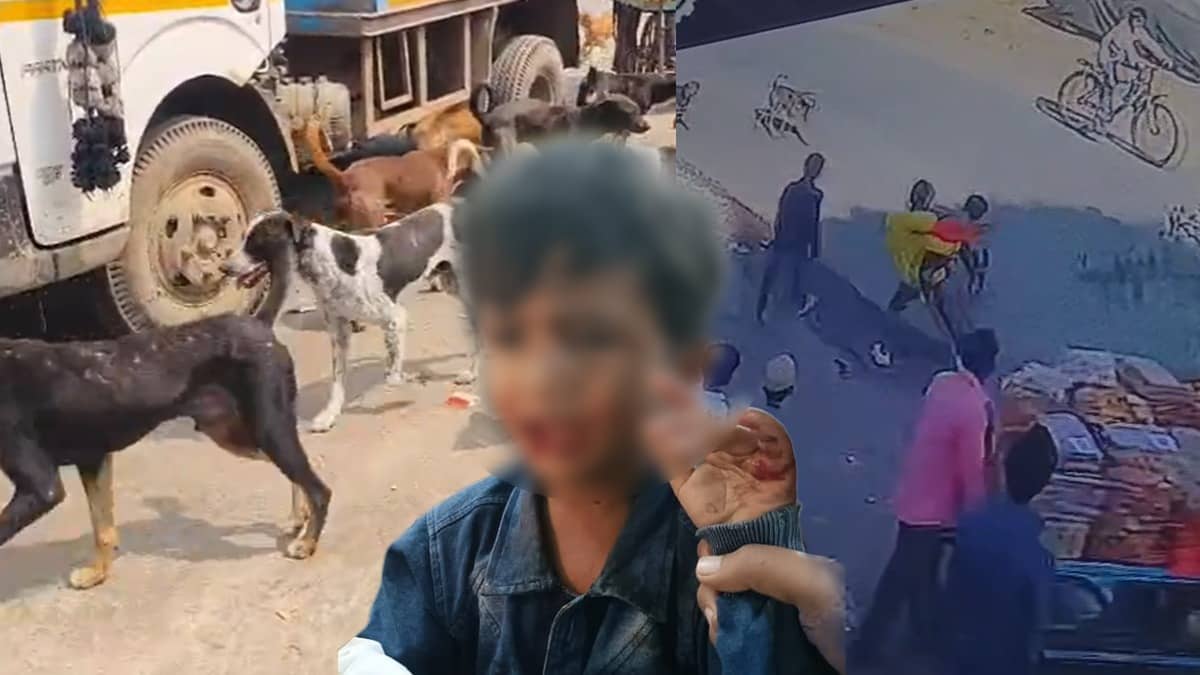 Panic Grips Maharashtra's Latur As Pack Of Stray Dogs Attack 35 People In One Day; Locals Demand Action