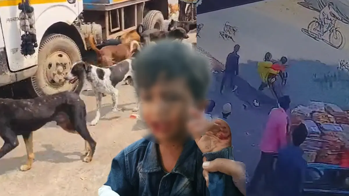 Panic Grips Maharashtra's Latur As Pack Of Stray Dogs Attack 35 People In One Day; Locals Demand Action