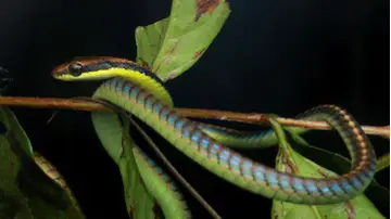 Description of the pic