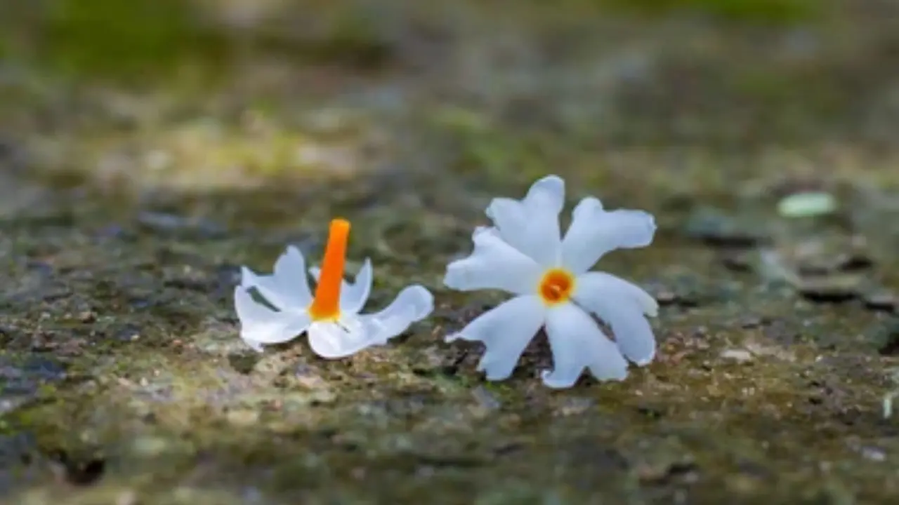 Parijat Phoolo Ke Upay