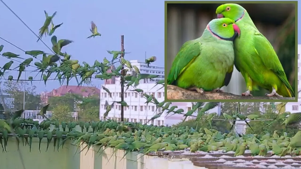 Parrot Sudarshan