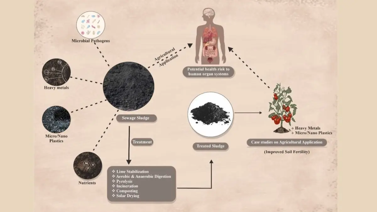 Patanjali Sewage sludge as a sustainable fertilizer perspective Prospects challenges and future direction