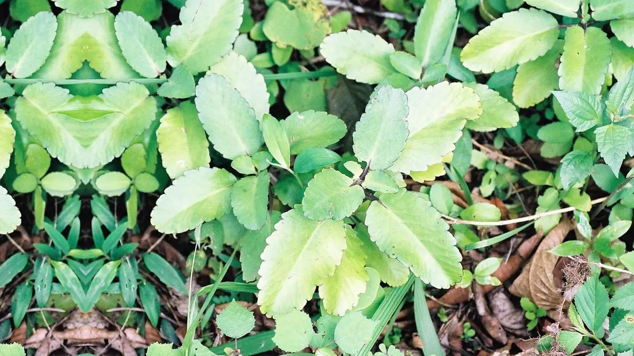 Patharchatta Patta benefits