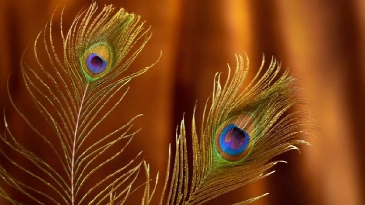  peacock feather