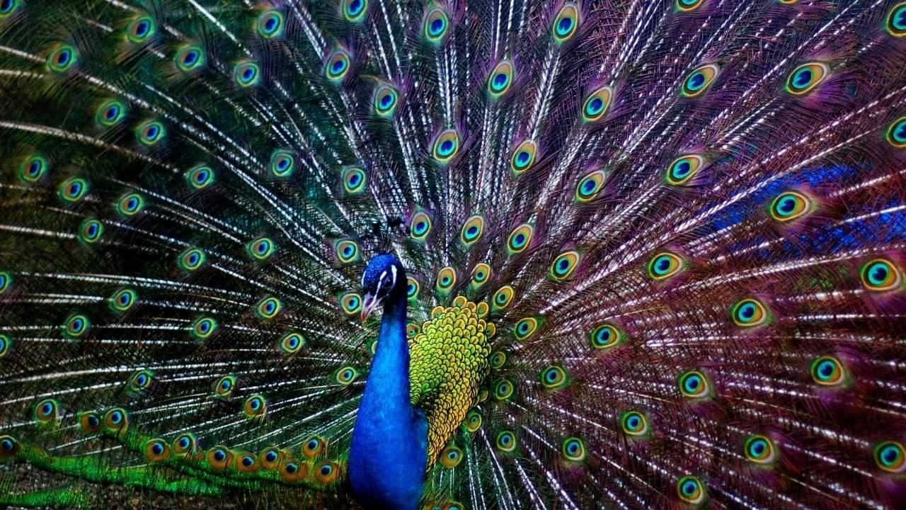 Peacock Feather