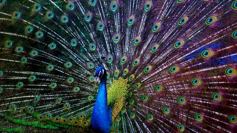 Peacock Feather: घर में मोर पंख रखना माना जाता है शुभ, जानें इससे क्या-क्या लाभ होता है Peacock Feather