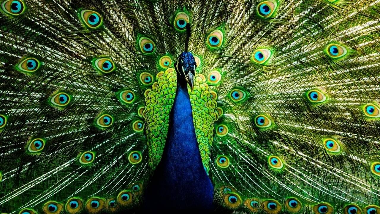 Description of the pic