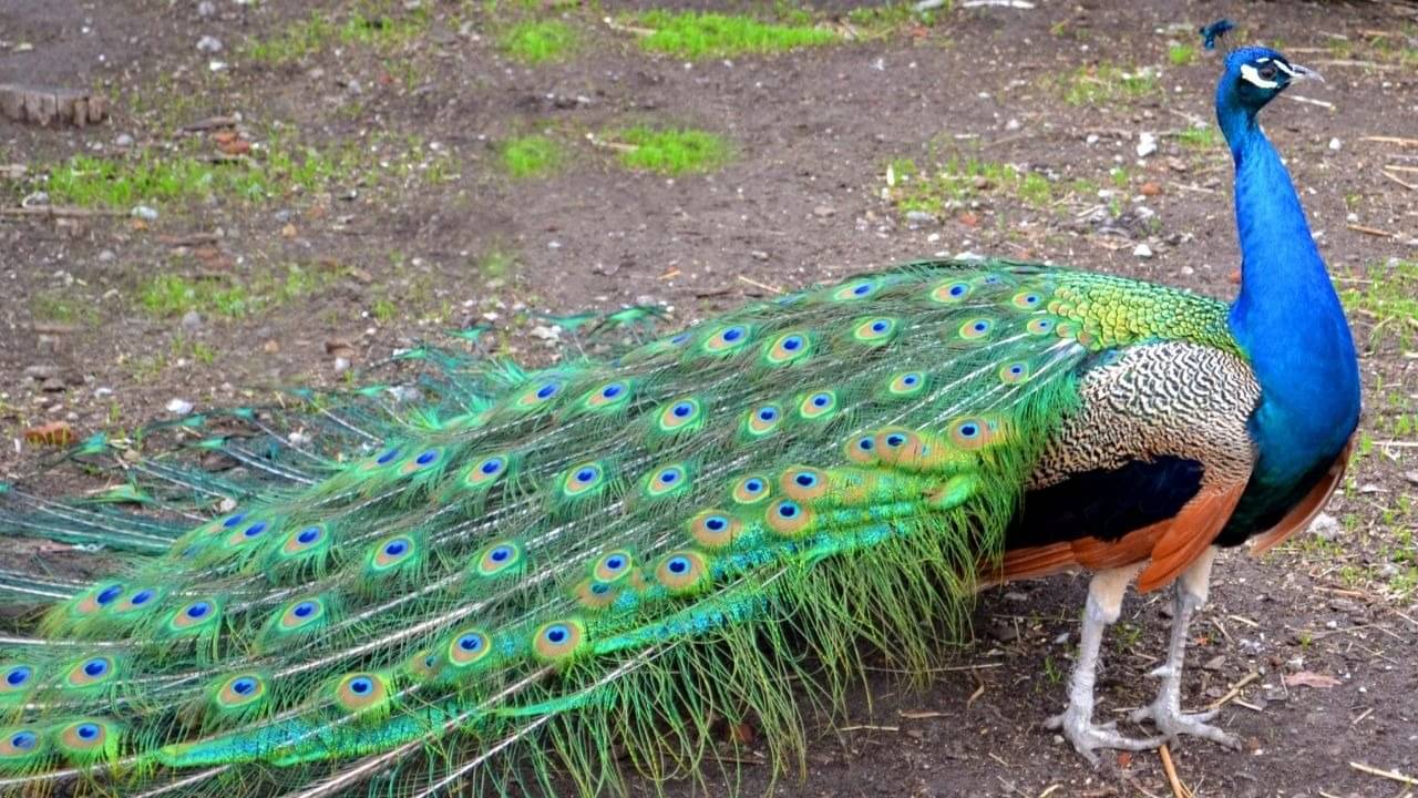 Description of the pic