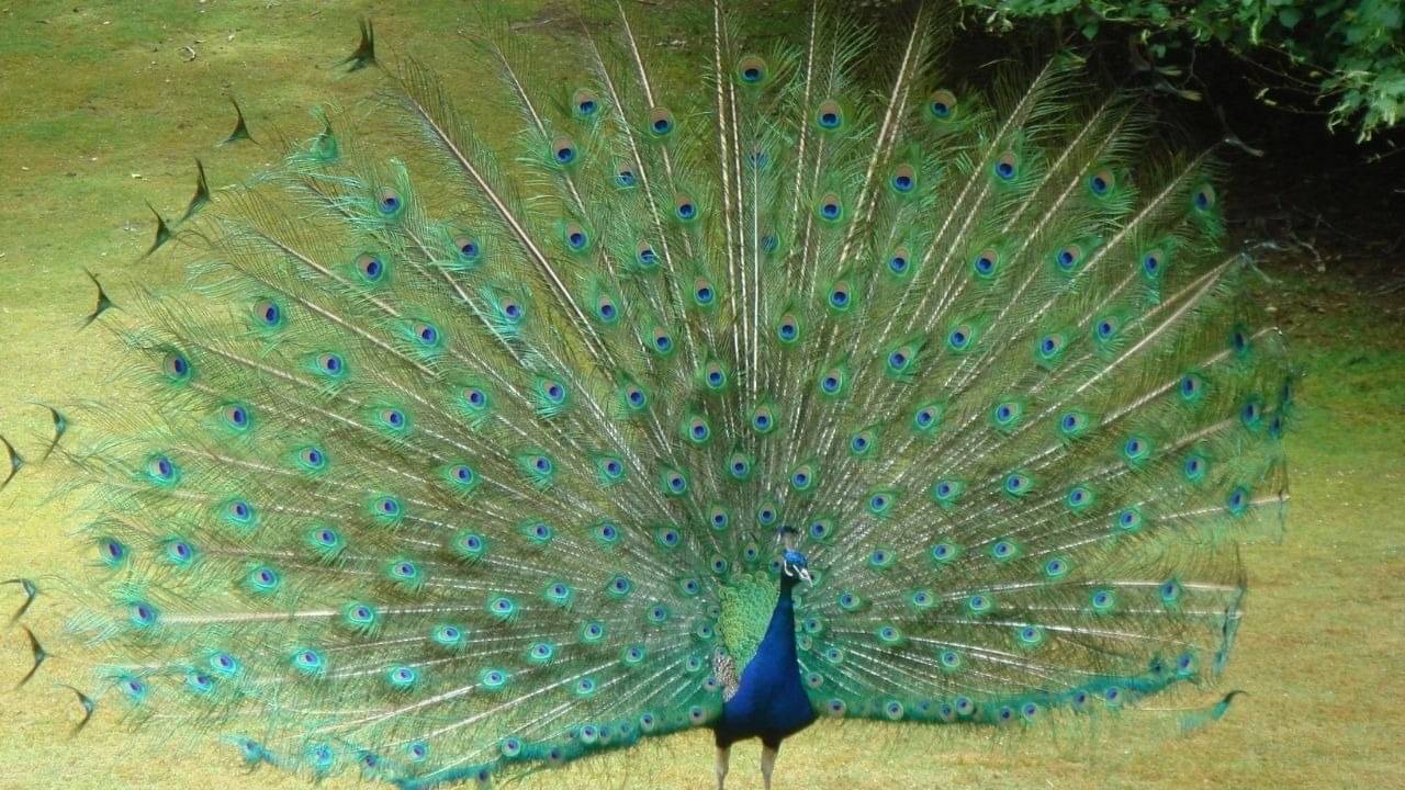 Description of the pic