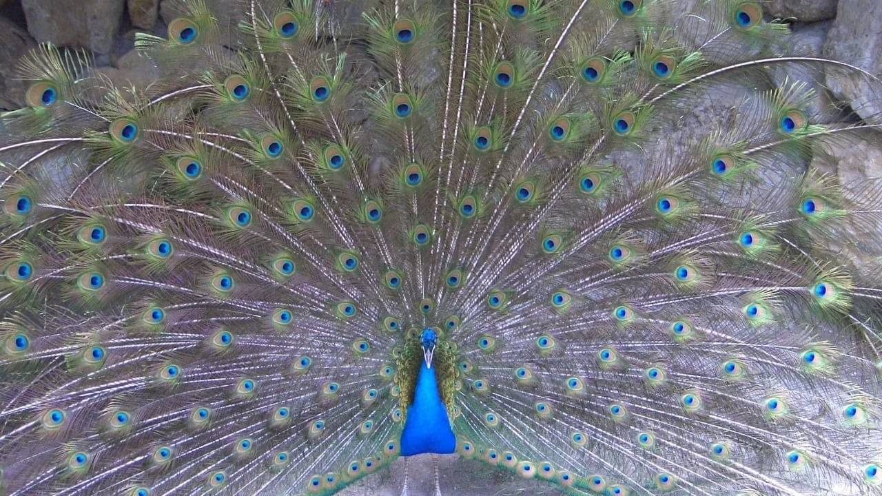 Description of the pic