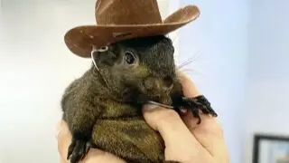 Peanut, the pet squirrel