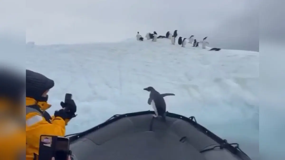 Video Shows Penguin Leaps Onto Tourist Boat to Escape Seal in Real-Life Action Scene | Watch Penguin jumped on boat to escape seal.