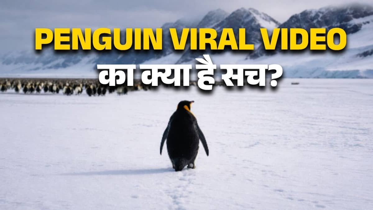 penguin-viral-video-whole-story-social-media-truth-documentry-scene-encounters-at-the-end-of-the-world instagram-trendpenguin-viral-video-whole-story-social-media-truth-documentry-scene-encounters-at-the-end-of-the-world instagram-trend