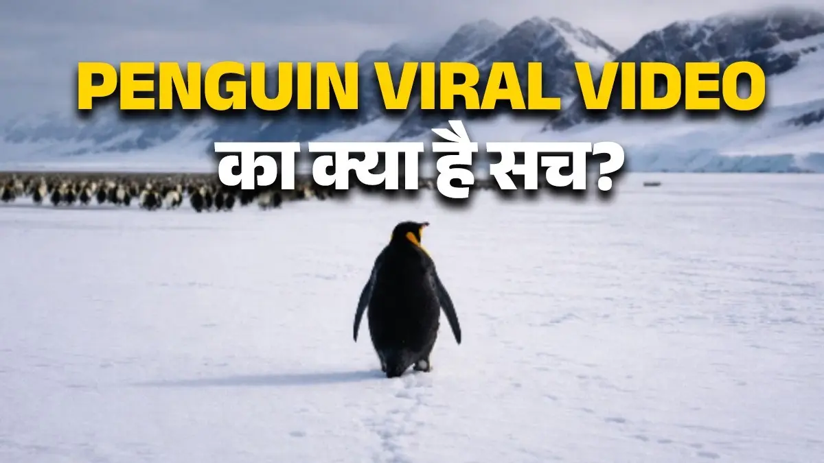 penguin-viral-video-whole-story-social-media-truth-documentry-scene-encounters-at-the-end-of-the-world instagram-trendpenguin-viral-video-whole-story-social-media-truth-documentry-scene-encounters-at-the-end-of-the-world instagram-trend