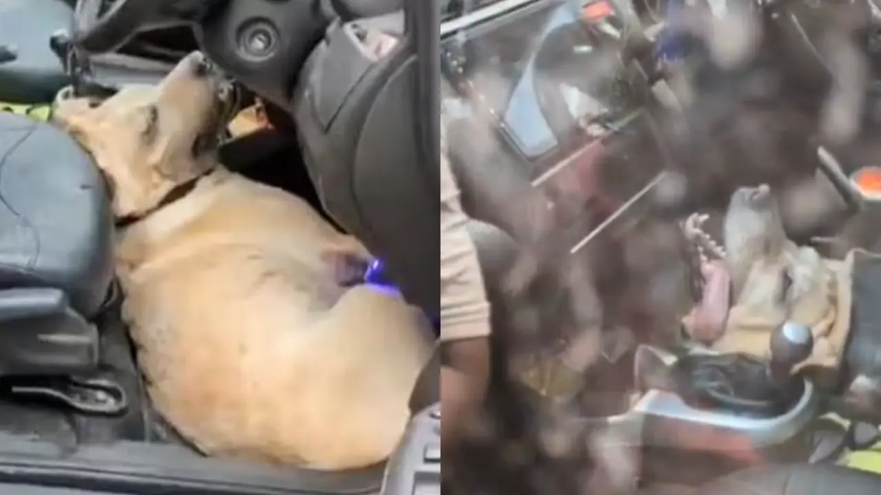 Pet Dies Of Extreme Heat And Suffocation in Vrindavan