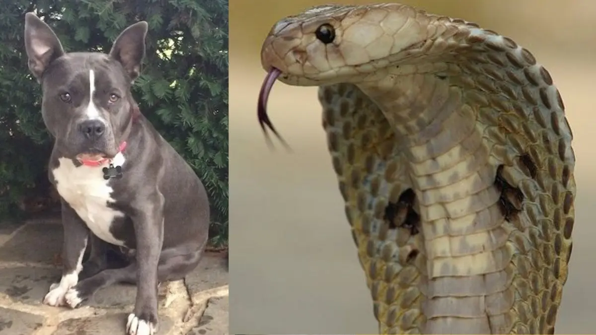 Pet dog snake bite death
