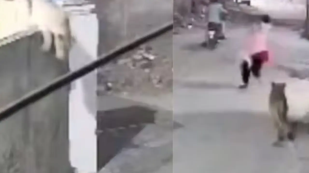Pet Lion Escapes, Attacks Woman and Kids on Lahore Street