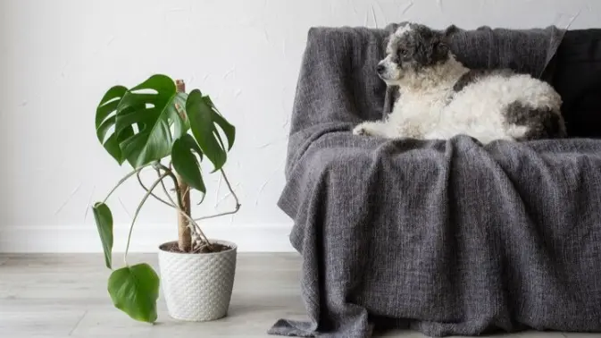 Boston Fern To Banana Tree: 6 Indoor Plants That Are Safe For Your Pets Pets and Dogs
