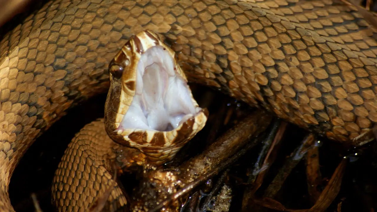 Snakebite discovery of the medicine that reduces the effect of snakebite is complete