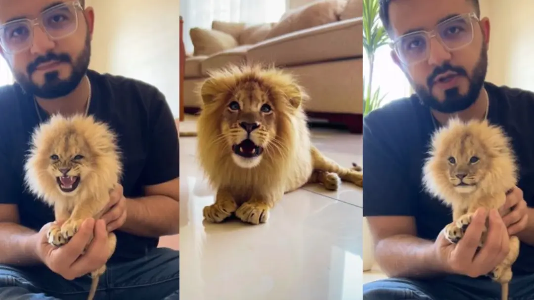 VIRAL: युवक ने घर में पाला जंगल का राजा? हाथ में थामा दहाड़ता हुआ 'दुनिया का सबसे छोटा शेर'? VIDEO देख लोगों को नहीं हो रहा यकीन Viral Video