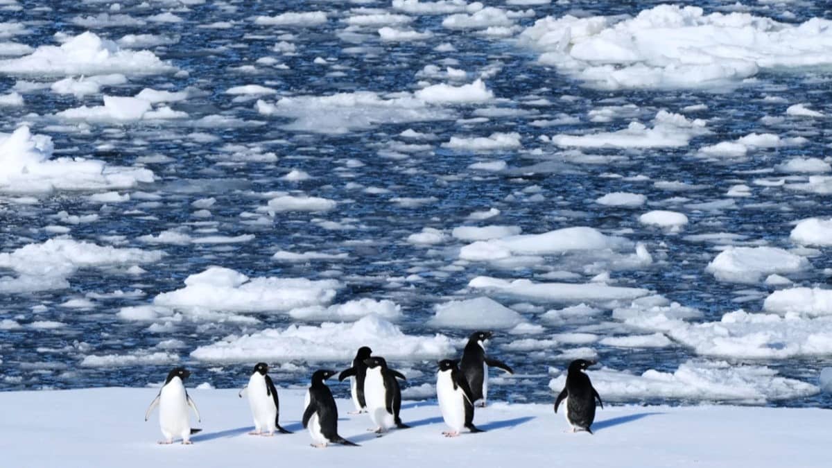 Photos Show Life Thriving in a Remote Corner of Antarctica as Climate Threats Grow