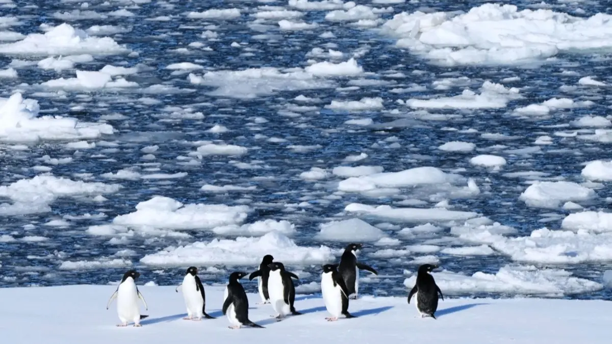 Photos Show Life Thriving in a Remote Corner of Antarctica as Climate Threats Grow