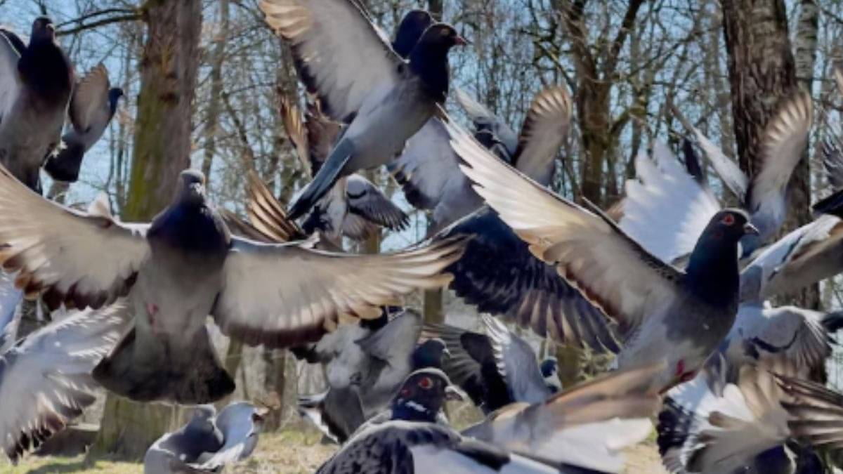 Description of the pic