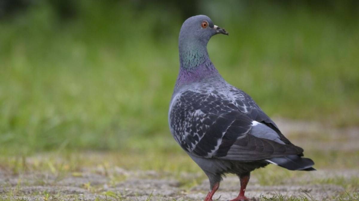 Description of the pic