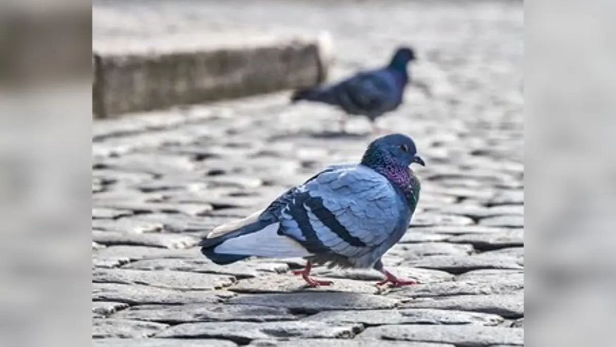 Pigeon enters a Delta Airlines Flight Cabin