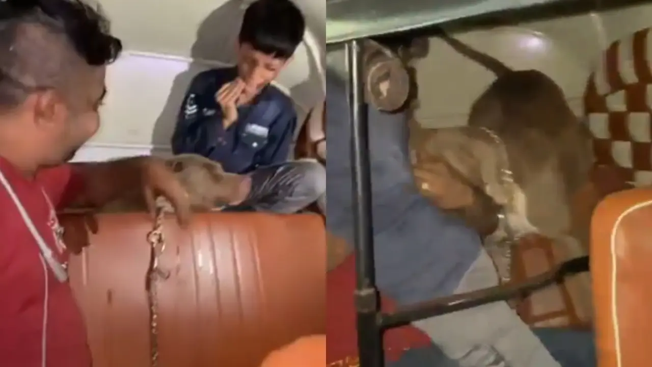 Pitbull Attack Minor in Mumbai's Mankhurd