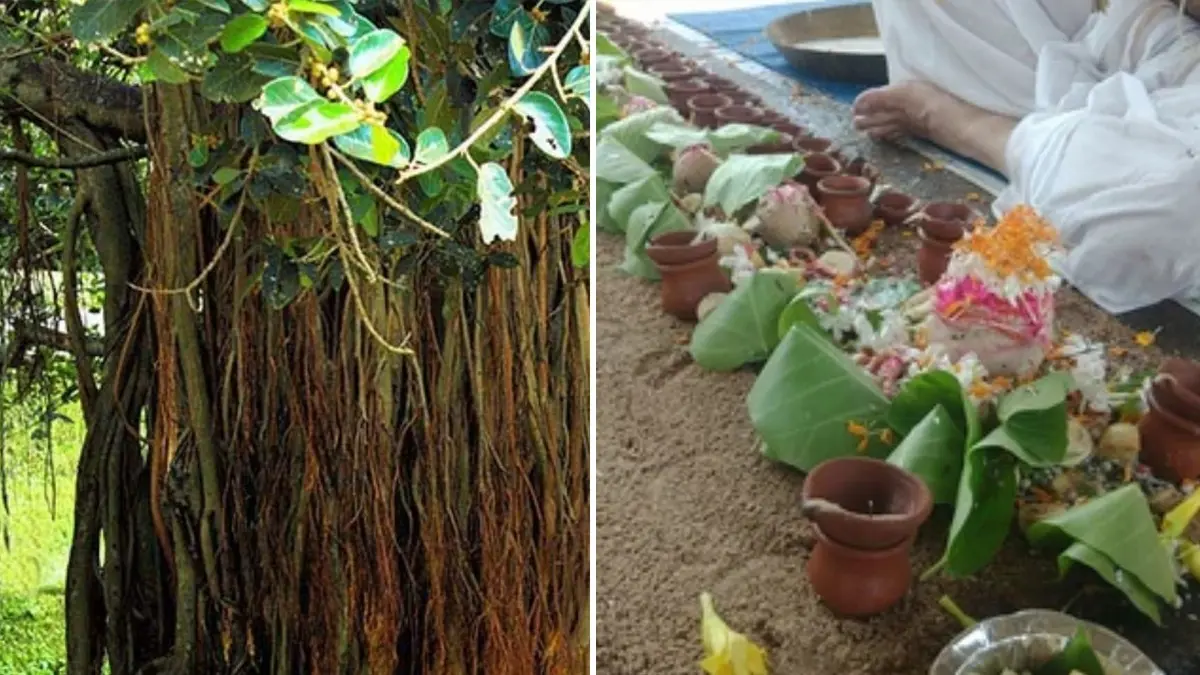 Pitru Paksha 2025: पितृ पक्ष में जरूर लगाएं ये 5 तरह के पेड़-पौधे, पितृ दोष से मिलेगी मुक्ति; होगी खूब तरक्की Pitru Paksha Plant