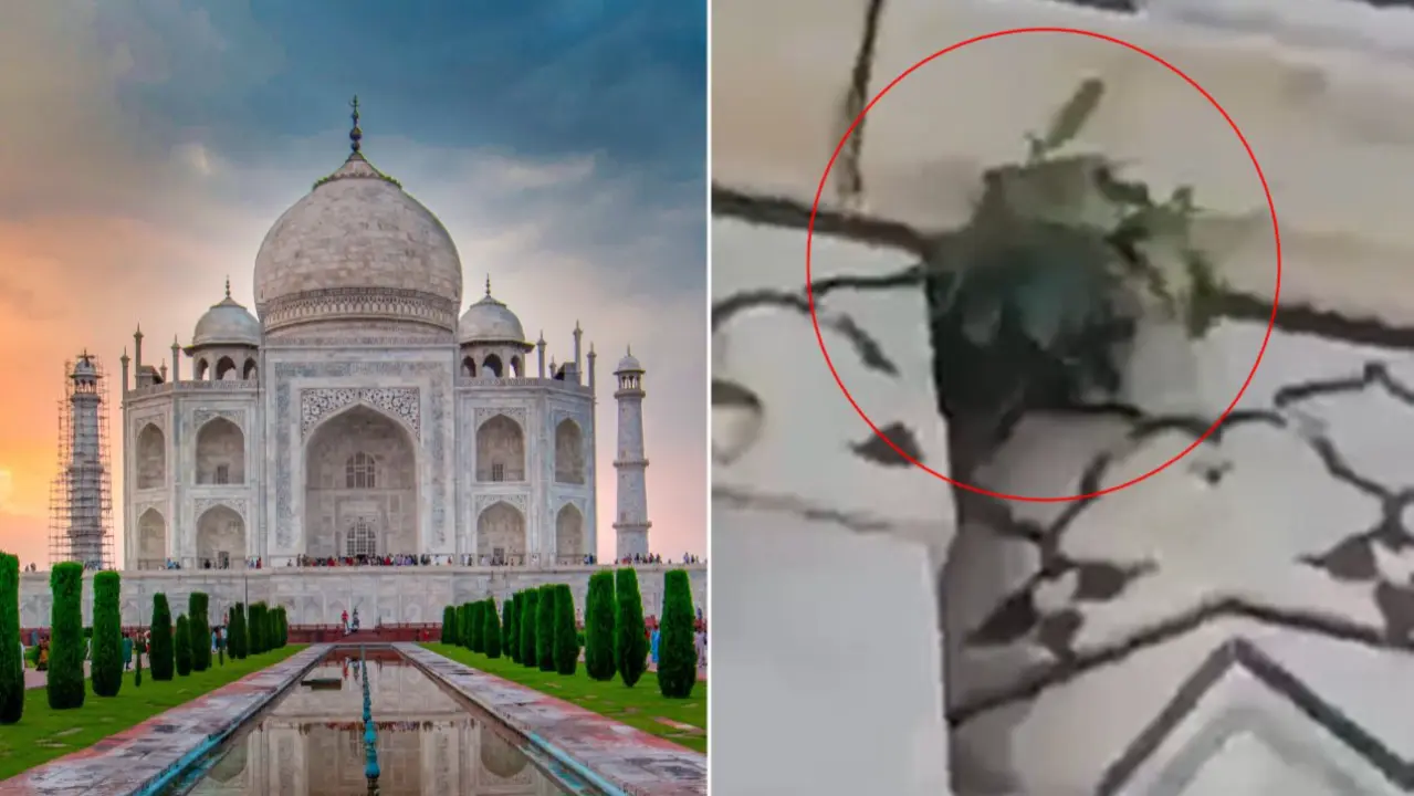 Plant Growing out of Taj Mahal Dome