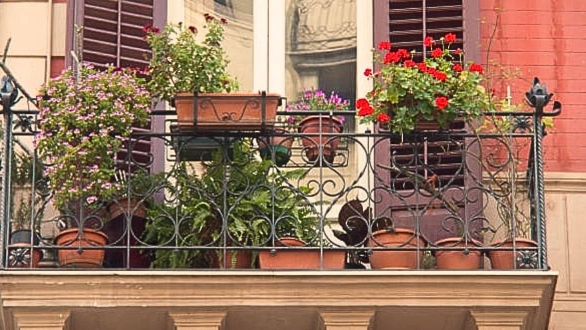 plants in balcony