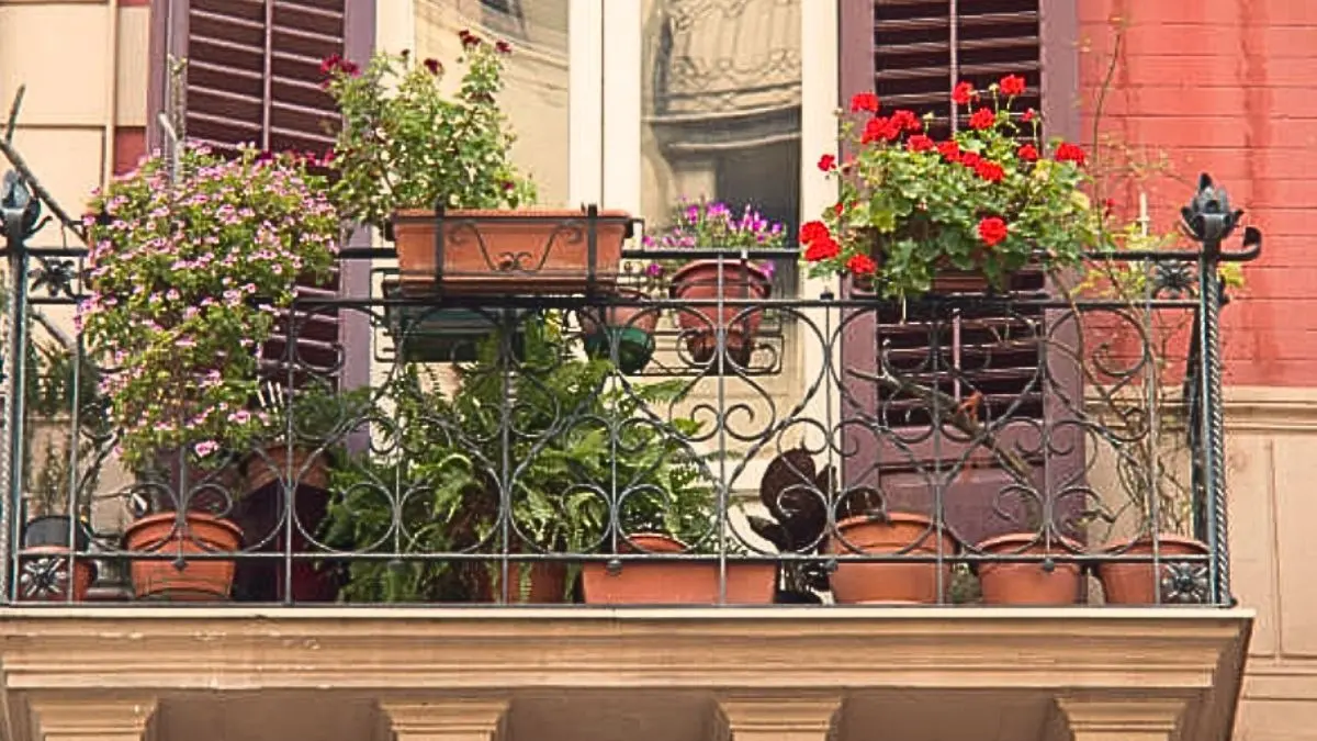 plants in balcony