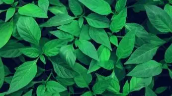 Researchers Discover New Plant Species in Arunachal Pradesh's Itanagar Wildlife Sanctuary Plants