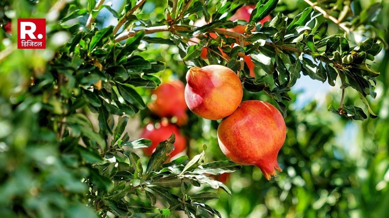 Description of the pic