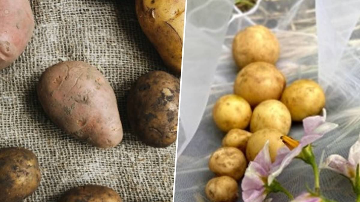 Potato 
