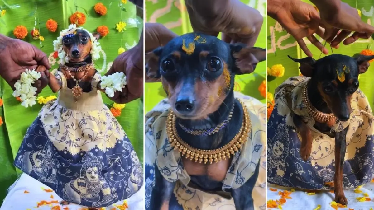 Pregnant Dog Gets Baby Shower