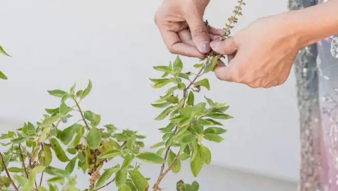 Description of the pic