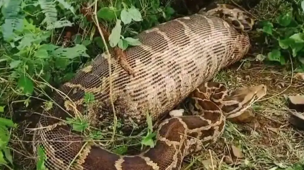 Python