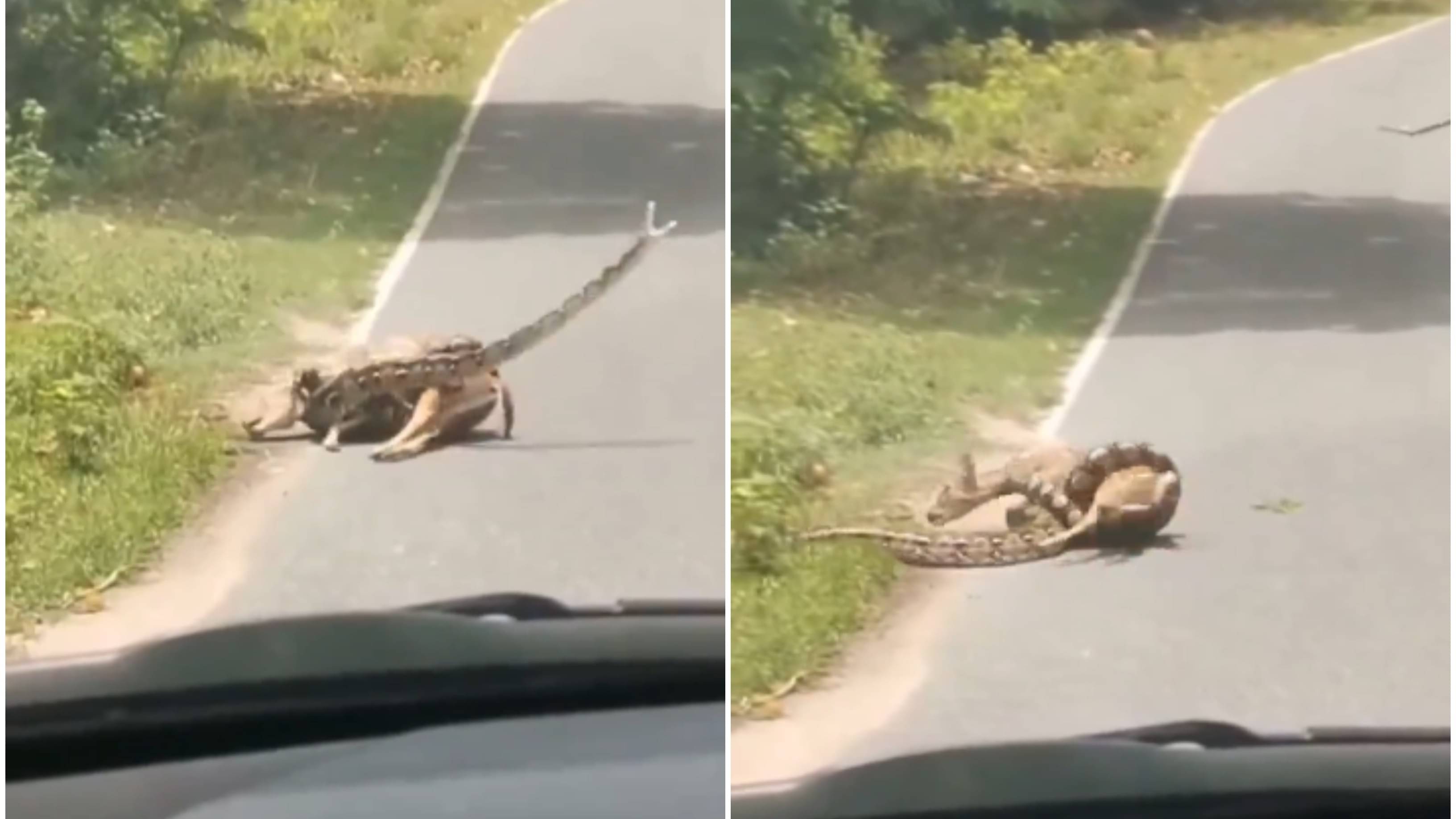 Viral Video: Man Risks Life to Rescue Deer from Deadly Grip Of Python ...